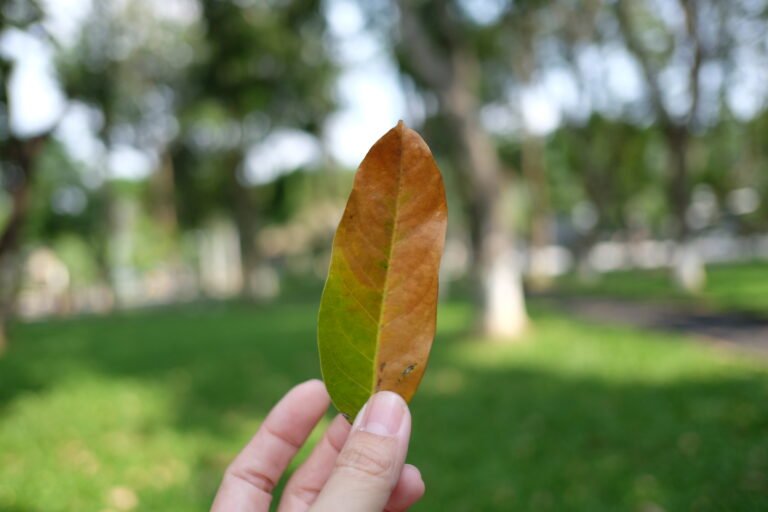 DSCF5251