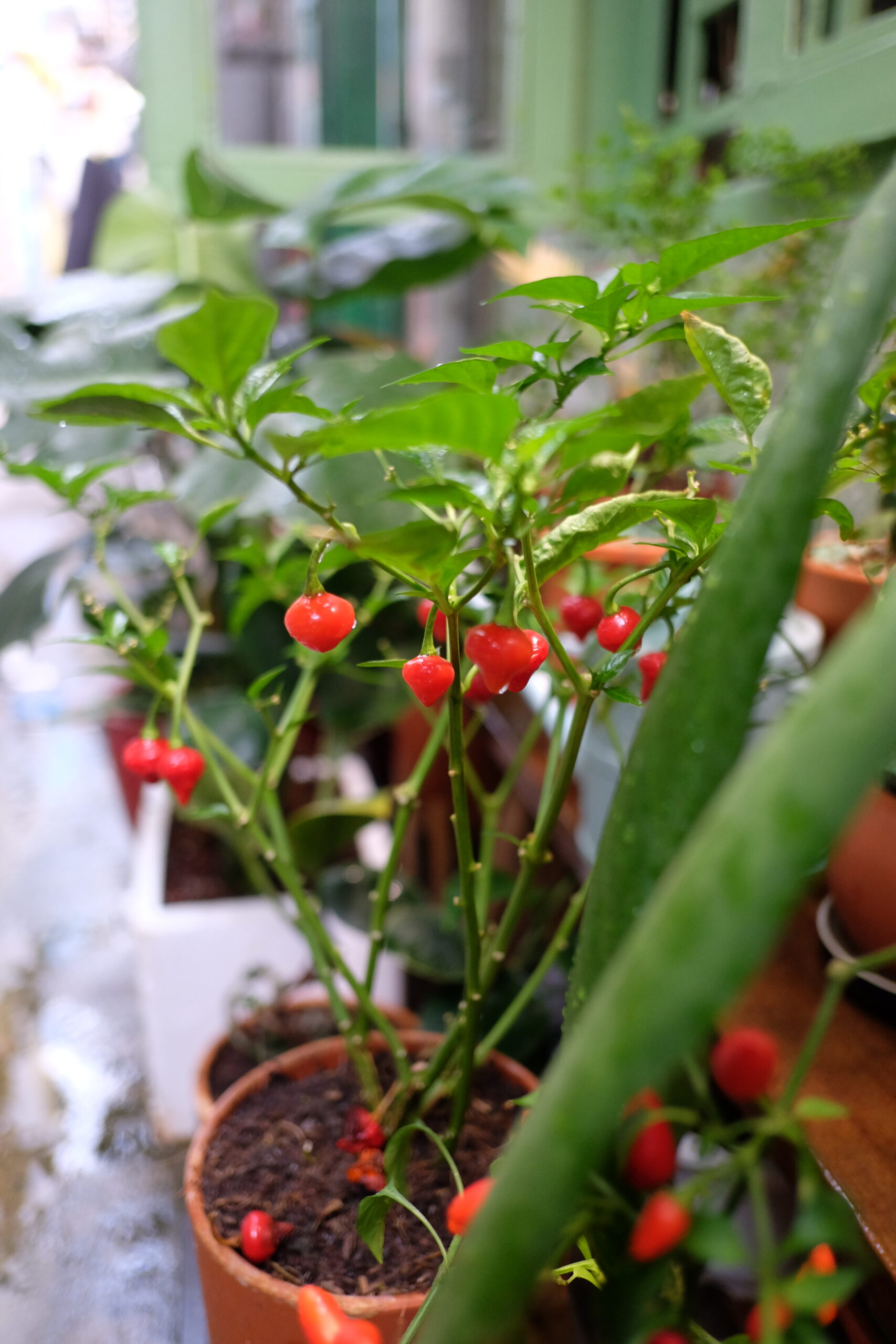 DSCF6128